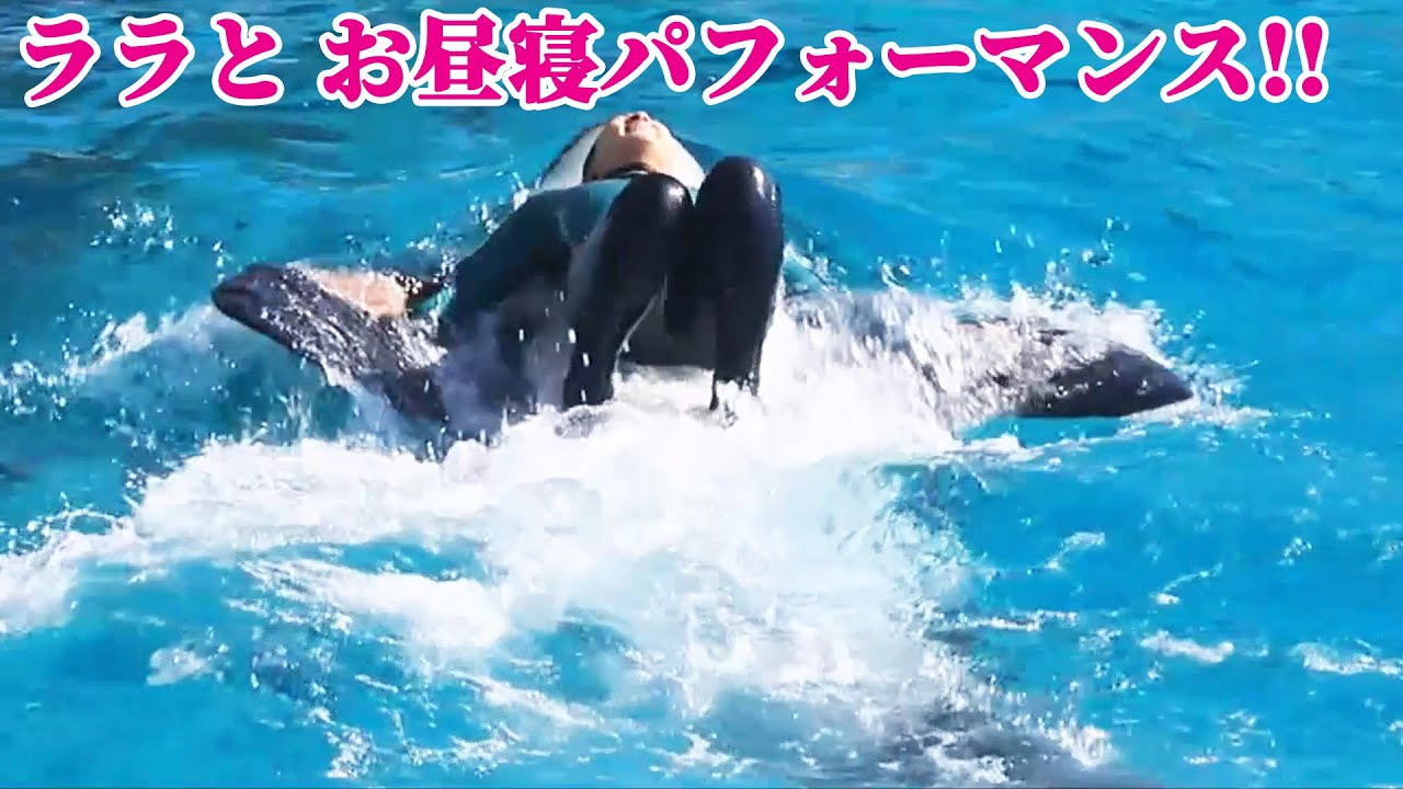 鴨川シーワールドのお茶目なトレーナーさんにホッコリ♥ シャチショー KamogawaSeaWorld  orca killerwhale