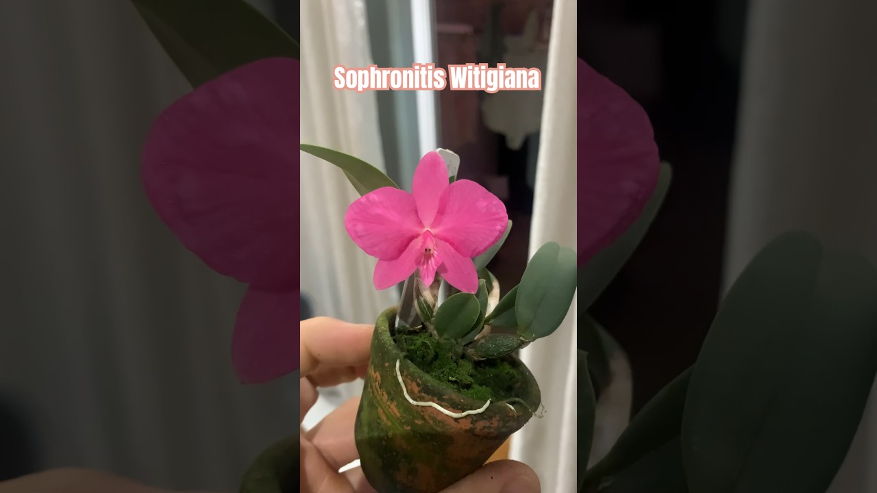Sophronitis Witigiana, uma perfei&ccedil;&atilde;o de flor. #orquideas #flores #microorquidea