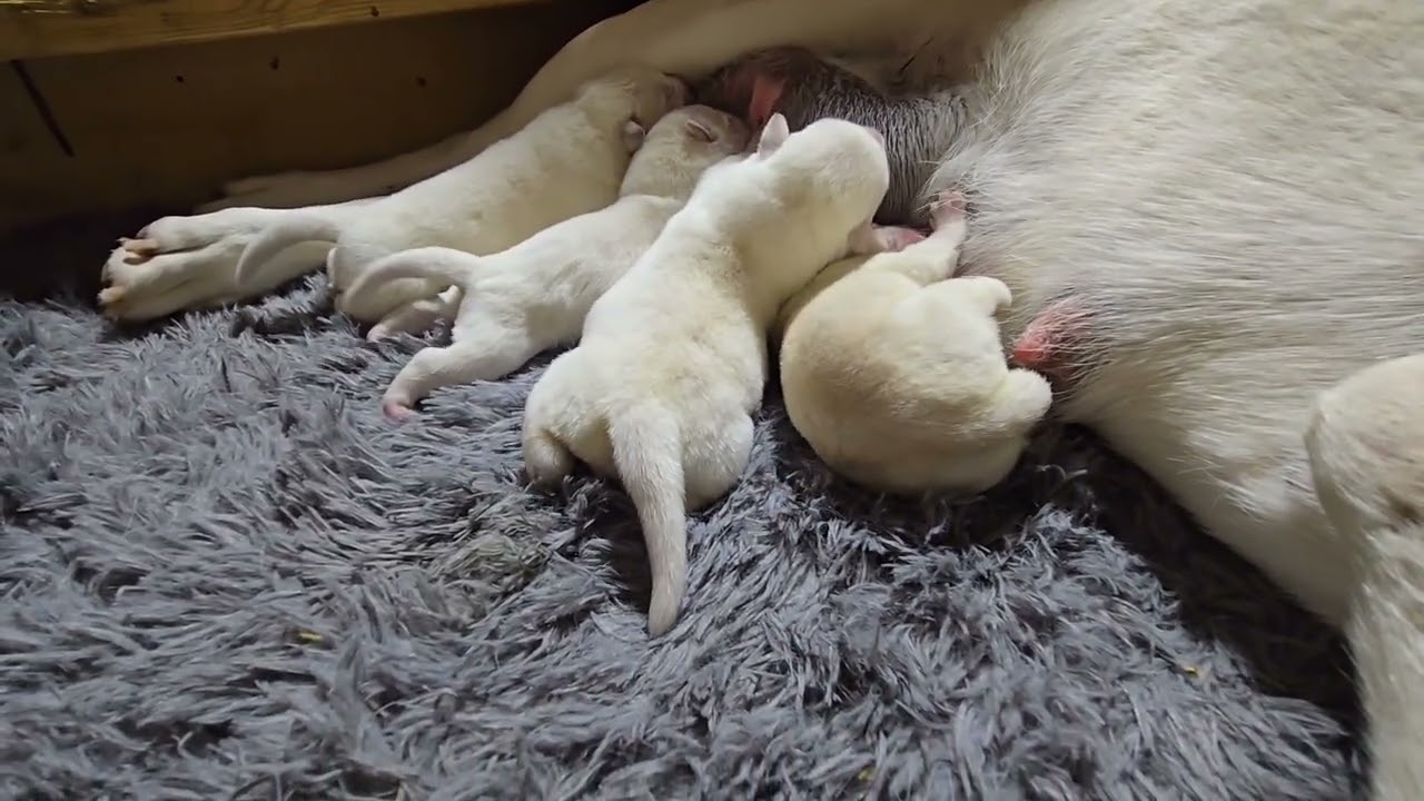 White Central Asian Shepherd puppies #alabai #ovcharka #Michigan 