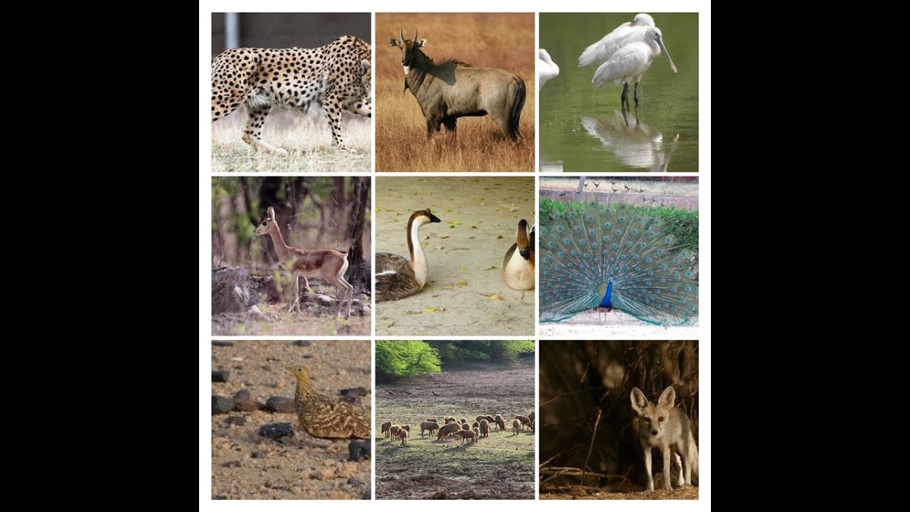 DeiaMo Paradiso Presents 2 Days Gajner Wildlife Sanctuary Tour.