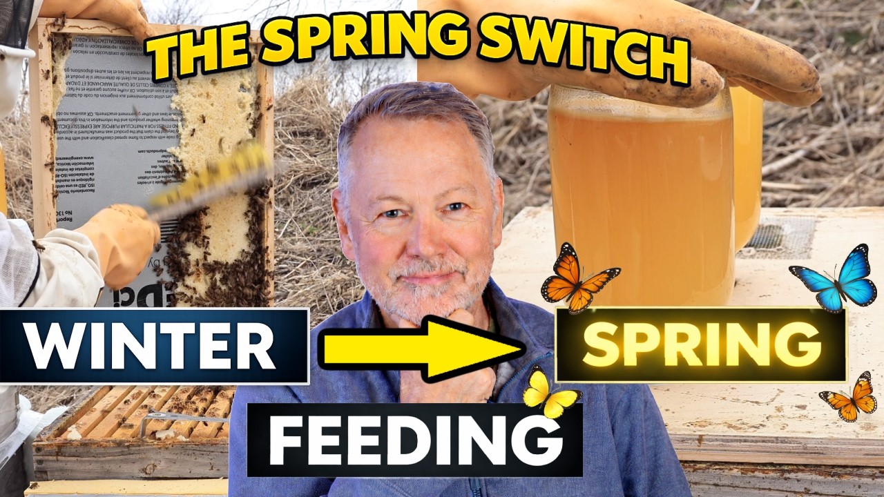 Beekeeping: The Exact Moment to Change To Spring Feeding