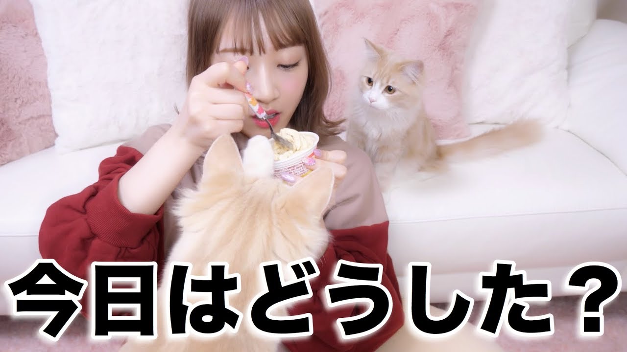 どうしてもアイスが食べたくてイタズラしてくる子猫達がwwwww【アルルイ兄弟】