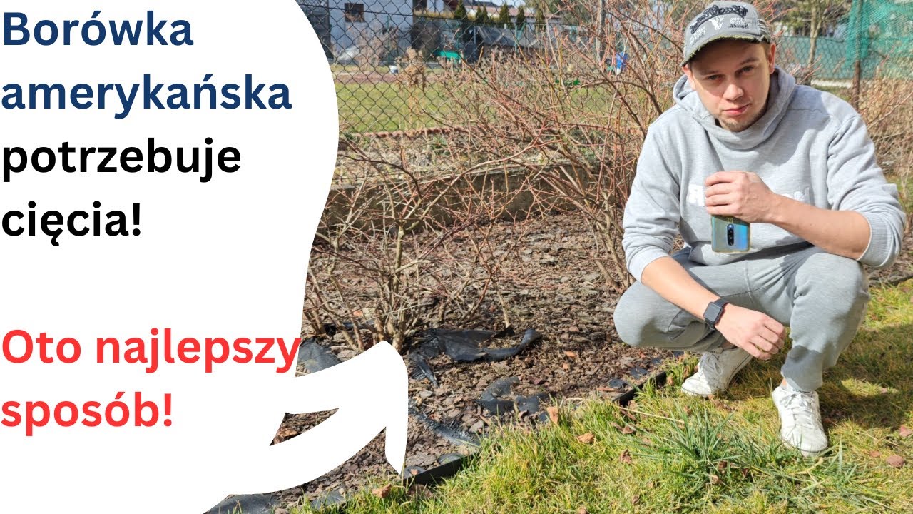 Jak i kiedy przycinać borówkę amerykańską? Klucz do obfitych plonów!