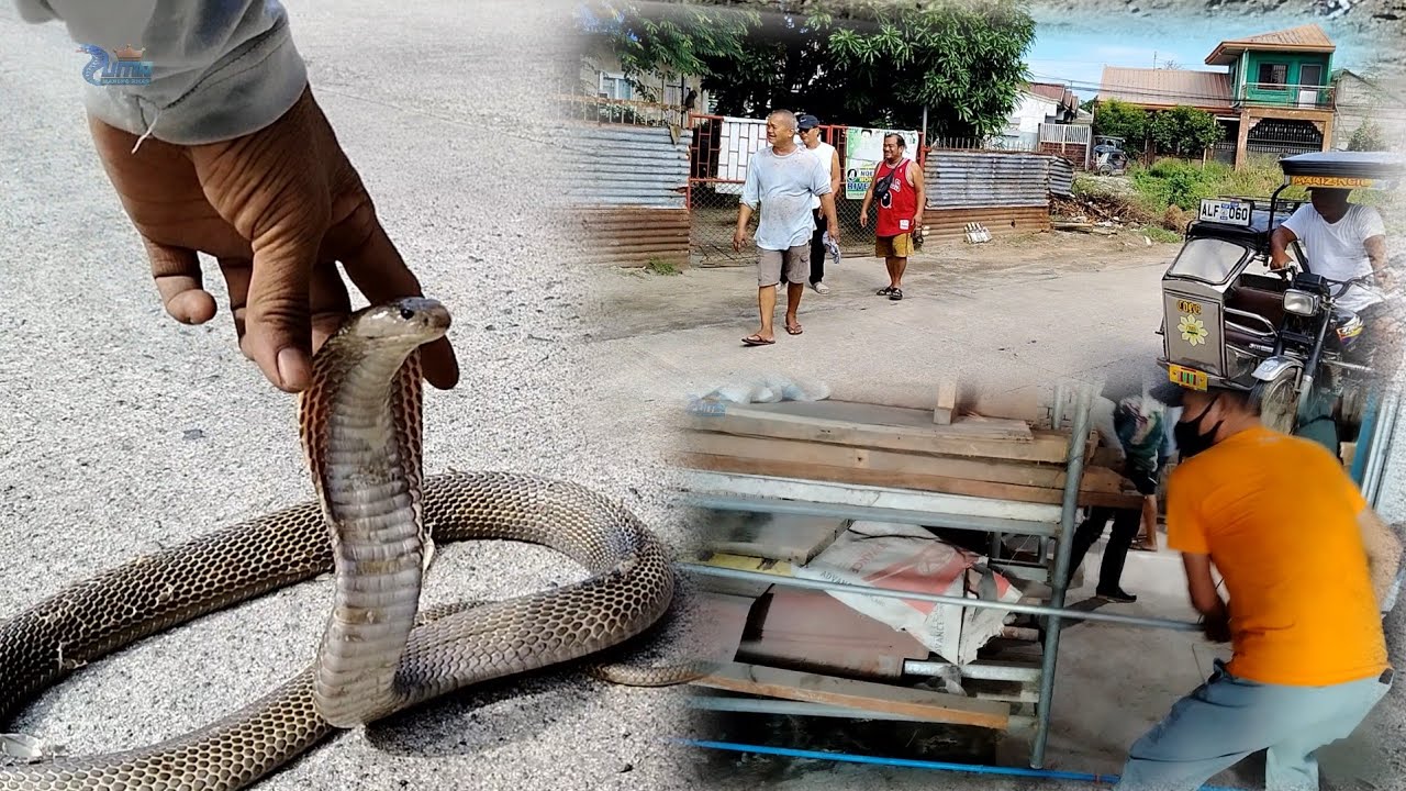 Bodega ni kap binahayan ng cobra 
