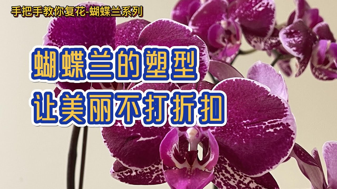 手把手教你复花-蝴蝶兰 55- 蝴蝶兰的塑型 让美丽不打折扣
