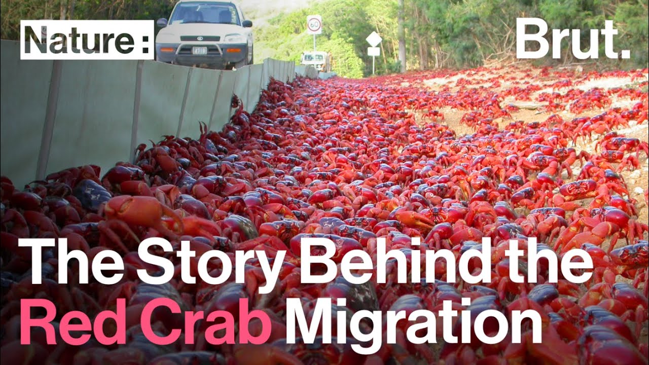 The Story Behind the Red Crab Migration on Christmas Island