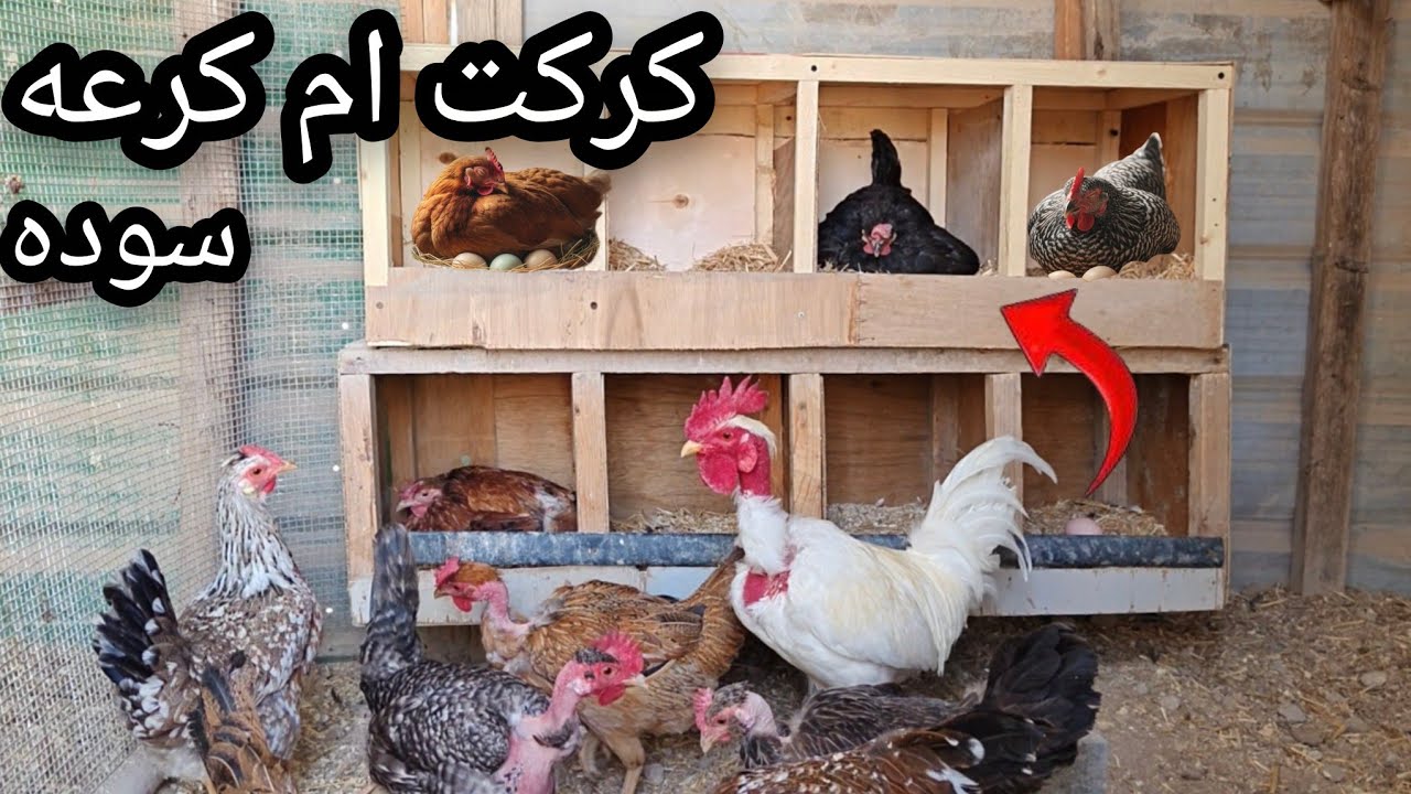 كركت 🪺ام كرعه🐔بعد انتضار طويل🙂كملت الحاضنه 😊