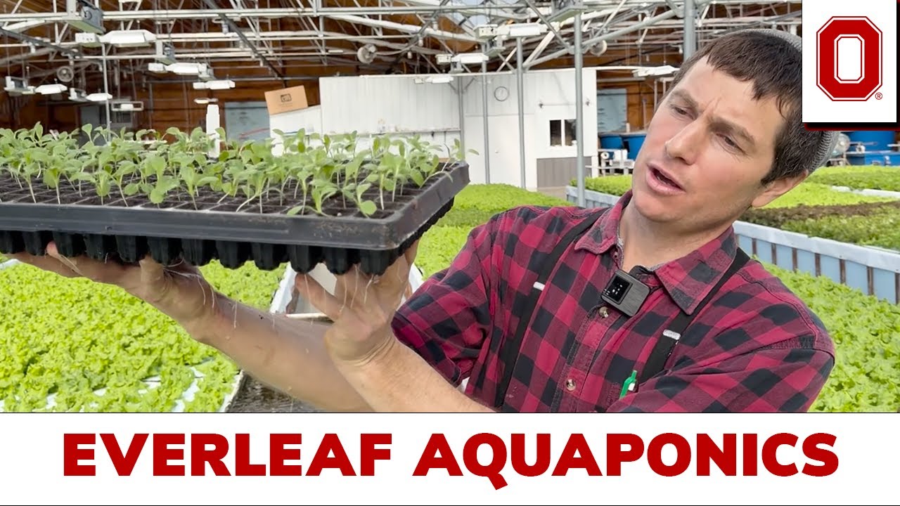 Everleaf Aquaponics (Часть 1): Экскурсия по аквакультуре штата Огайо