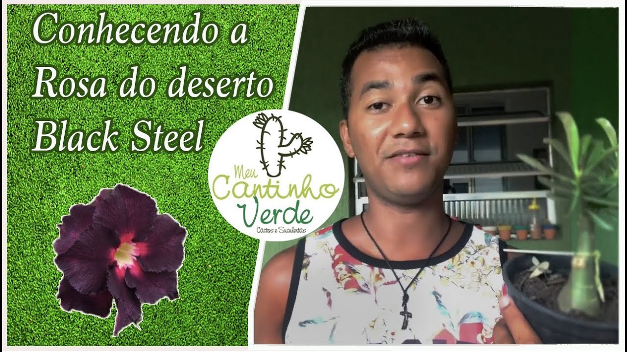Replantando minha Rosa do Deserto Black Steel