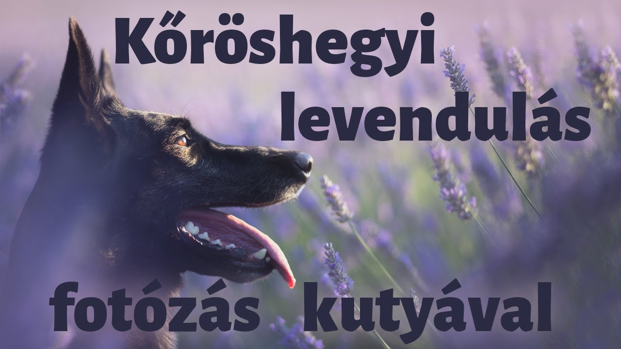 Kutyás fotózás a Kőröshegyi levendulásban
