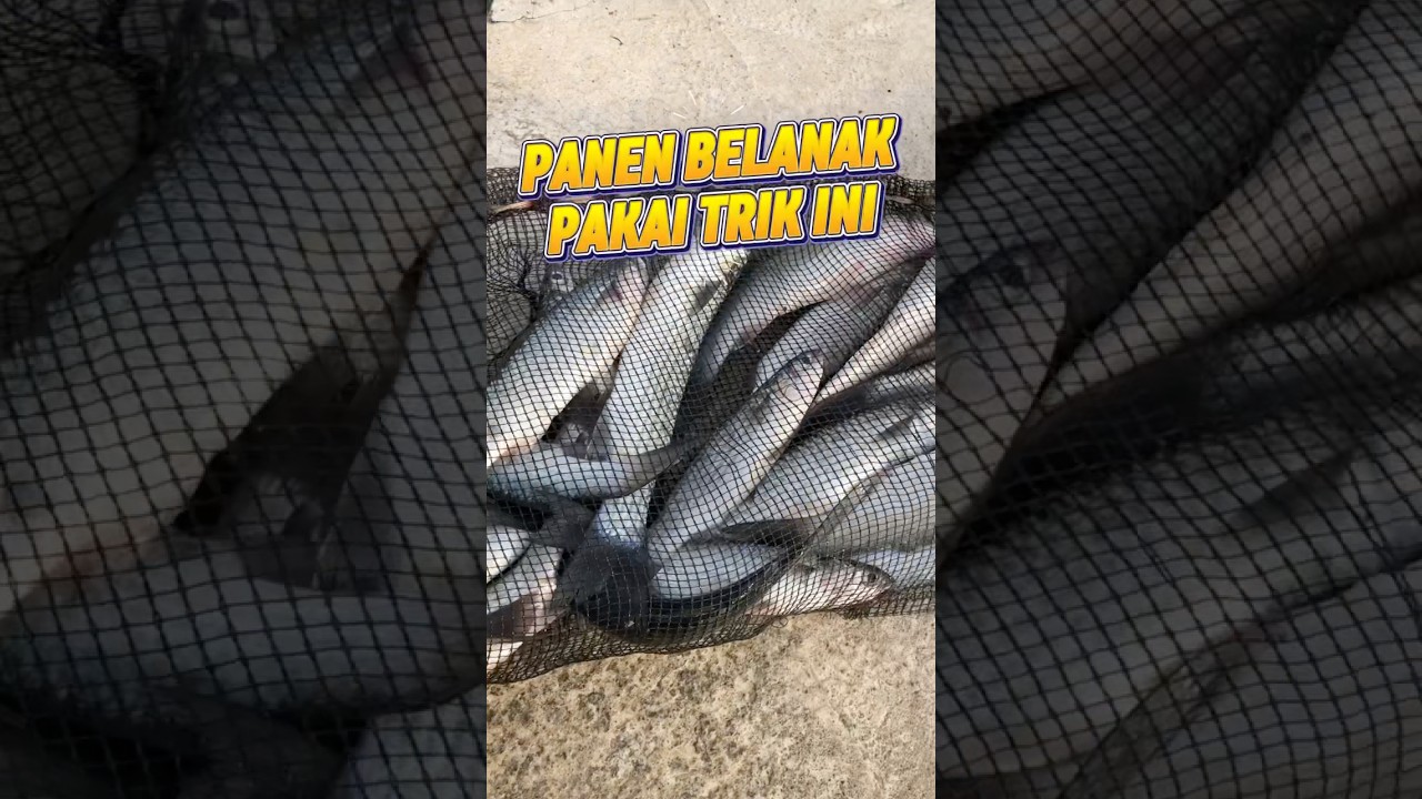 TRIK AMPUH MANCING BELANAK❗️#mancing #mancingmania #belanak