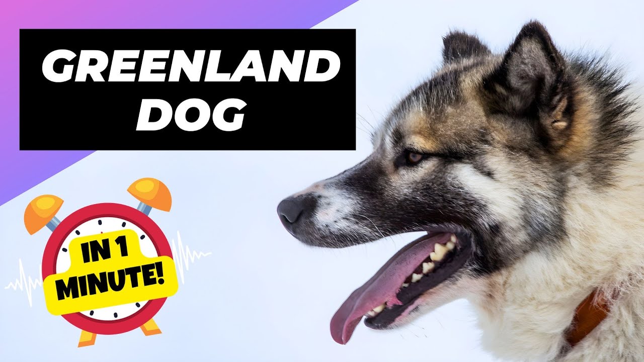 Greenland Dog 🐶 The Powerful Arctic Dog Breed! | 1 Minute Animals