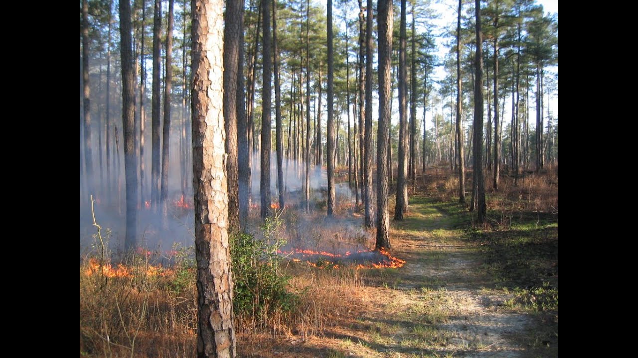 Aerial Ignition Burn at Big Woods State Forest &  WMA & TNC Piney Grove Preserve
