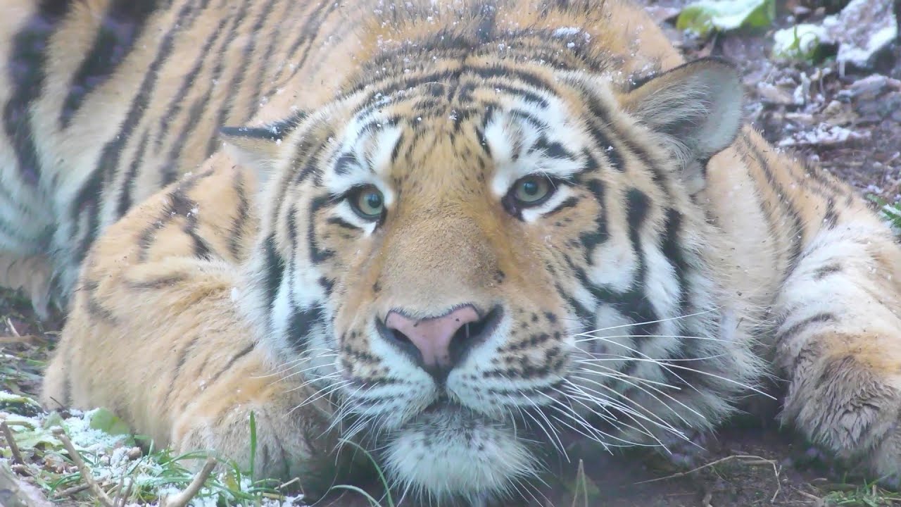 【アムールトラ】飼育員さんを見つける　トート　円山動物園