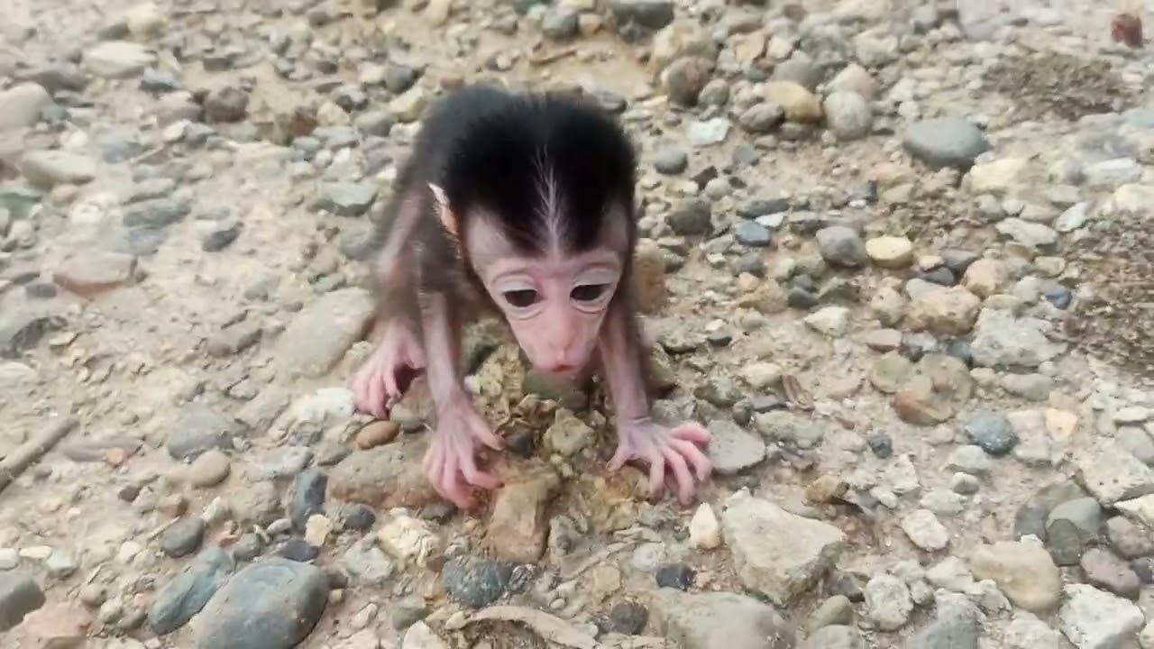Baby monkey walking among the rocks looking for his mother who has gone who knows where?? #monkey