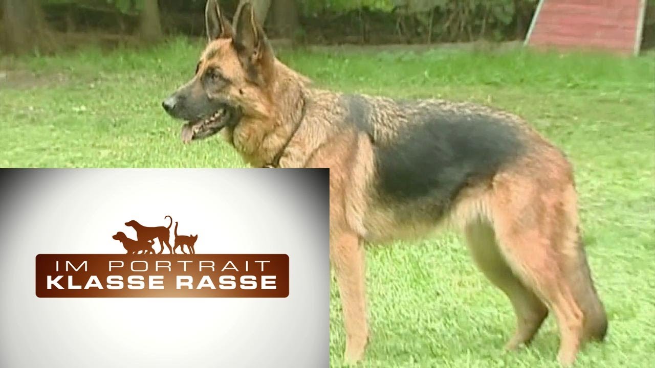Deutscher Schäferhund