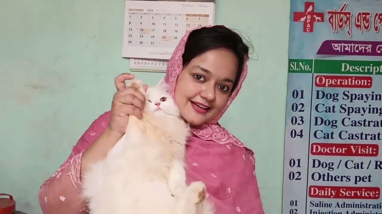 Cat flu and Rabies vaccination in Bangladesh | বিড়ালের ভ্যাক্সিন | Persian cat vaccination in BD