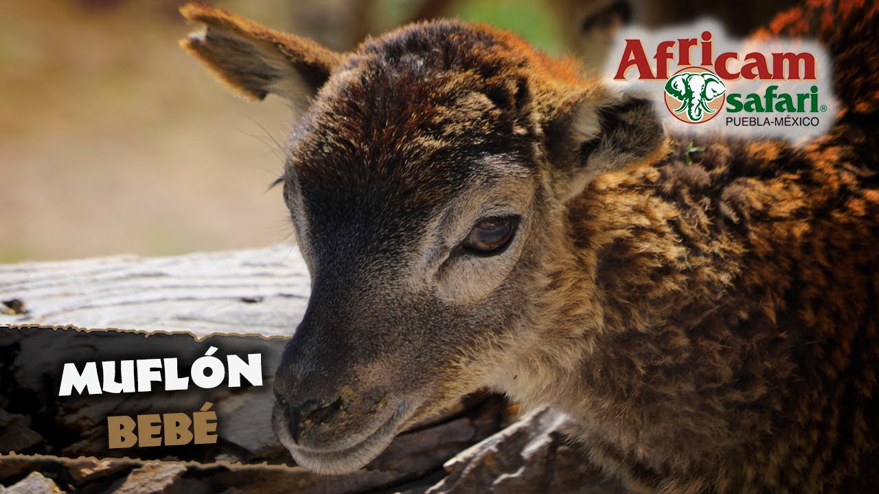 ¡Veeeen a conocer al borrego muflón! Con Jorge Palacios en Africam Safari