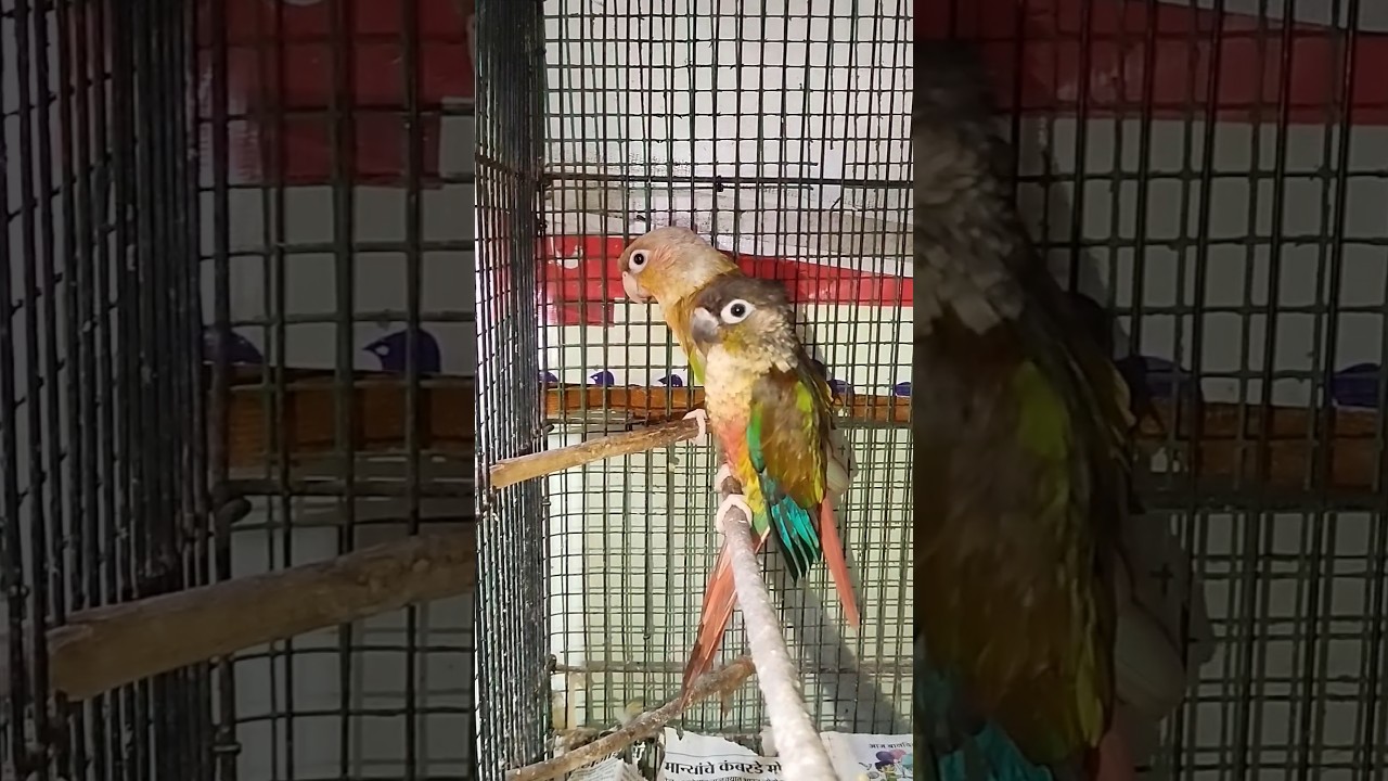 Conure's Bath Routine = Pure Joy 😍🛁 