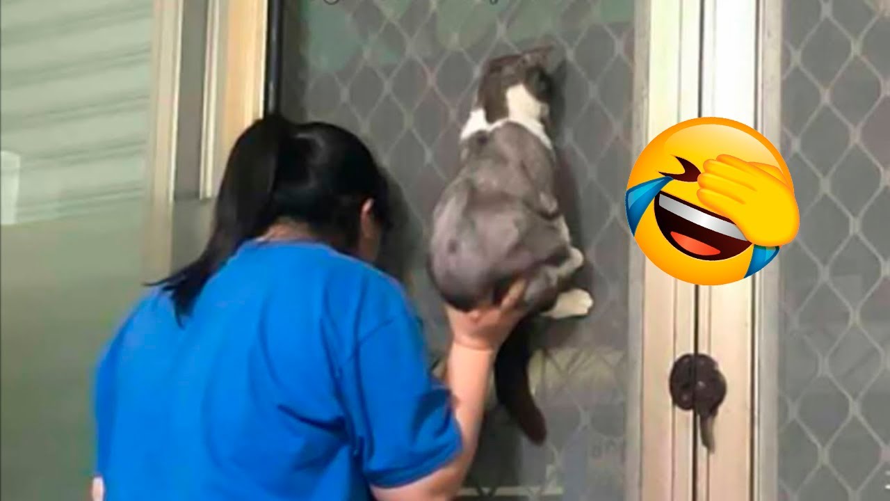 Animales Más Inteligentes Captados En Cámara - Parte 2