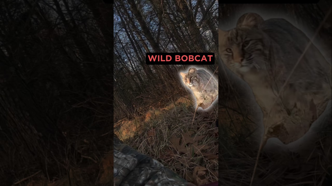 Big Cat Encounter... 👀
