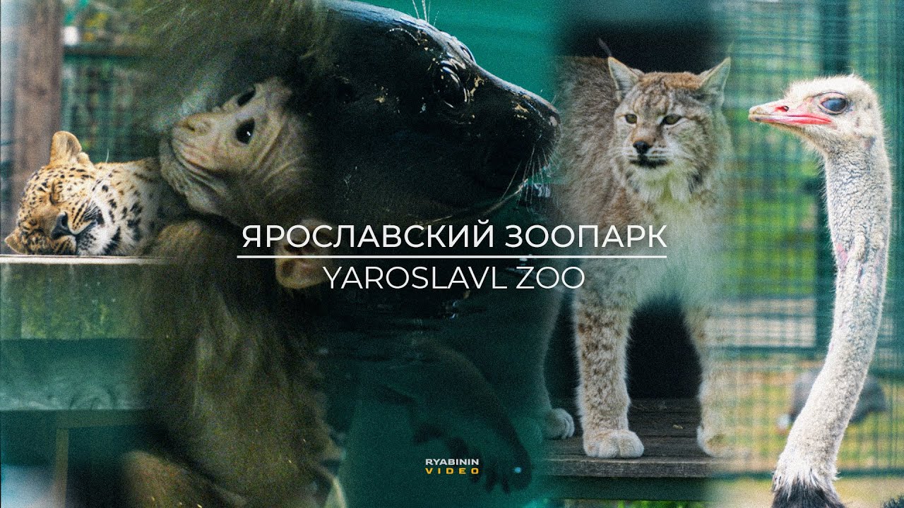 YAROSLAVL ZOO | Ярославский Зоопарк | SONY FX30 + 18-105 TEST FOOTAGE | S-cinetone