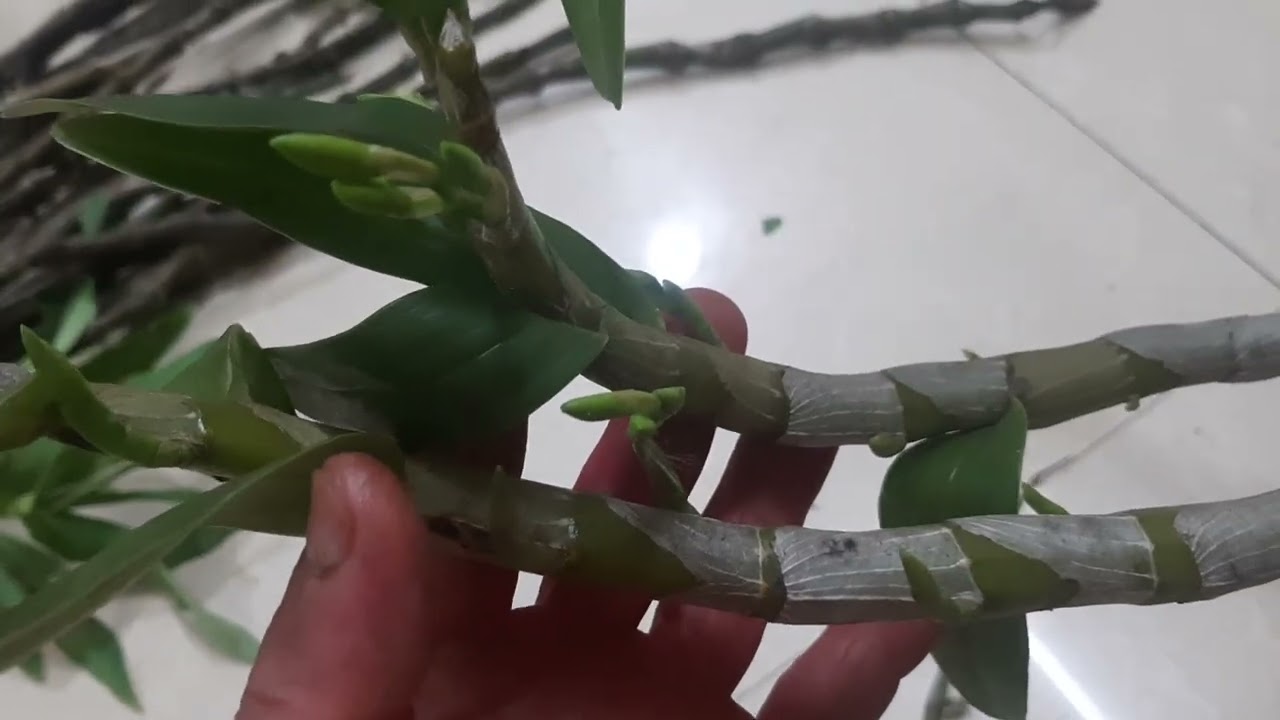 Sáng 29/2 long tu xuân, u lồi, ht kèn, cáo, tam bảo sắc, mạc xuân, trầm, đùi gà lh: 0377422604.