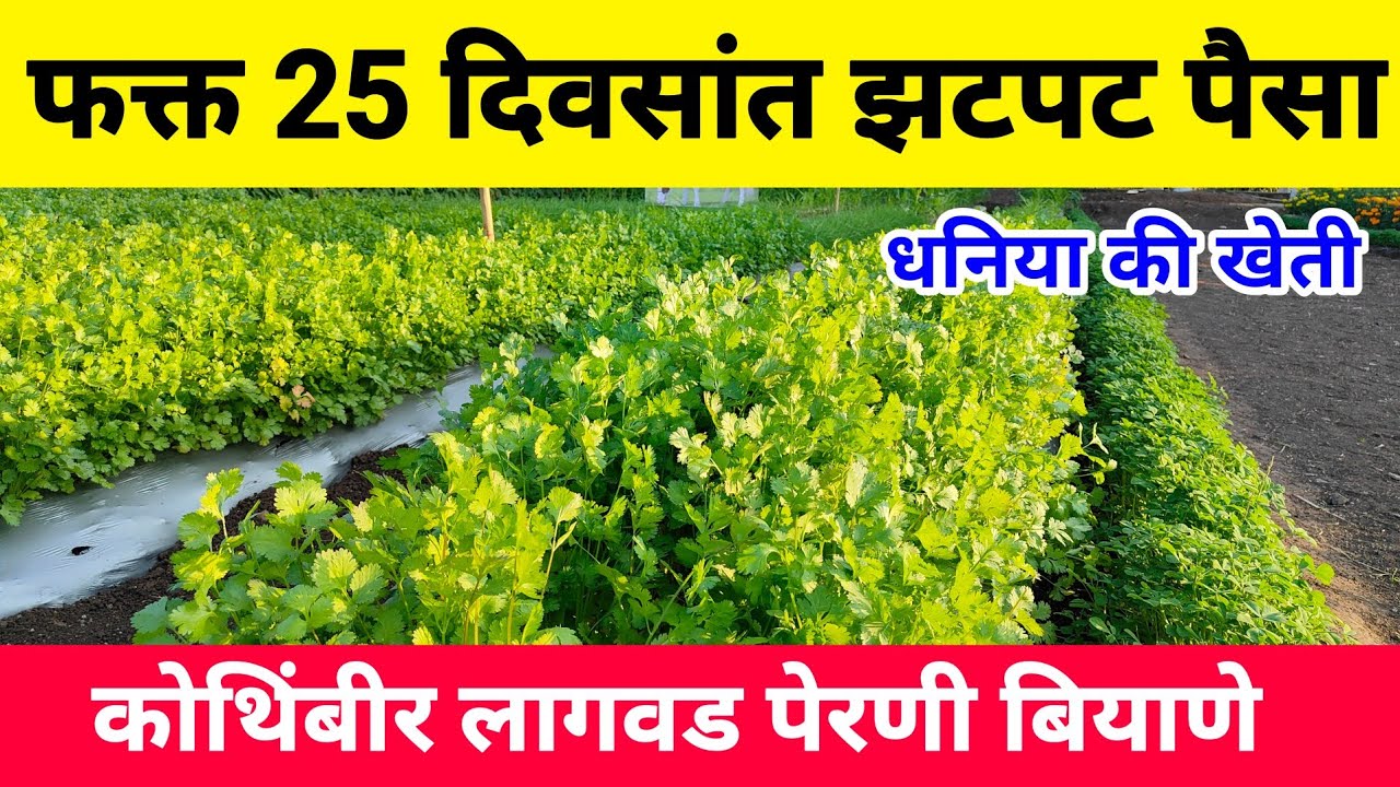 25 दिवसांत झटपट पैसा | कोथिंबीर लागवड | कोथिंबीर लागवड माहिती | kothimbir lagwad | उन्हाळी कोथिंबीर