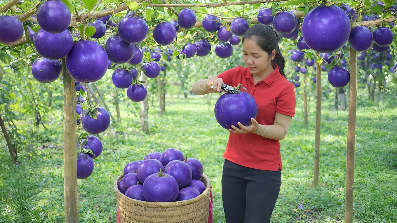 Harvesting The Mutated Purple Peaches To Sell At The Market | Thanh Family Life