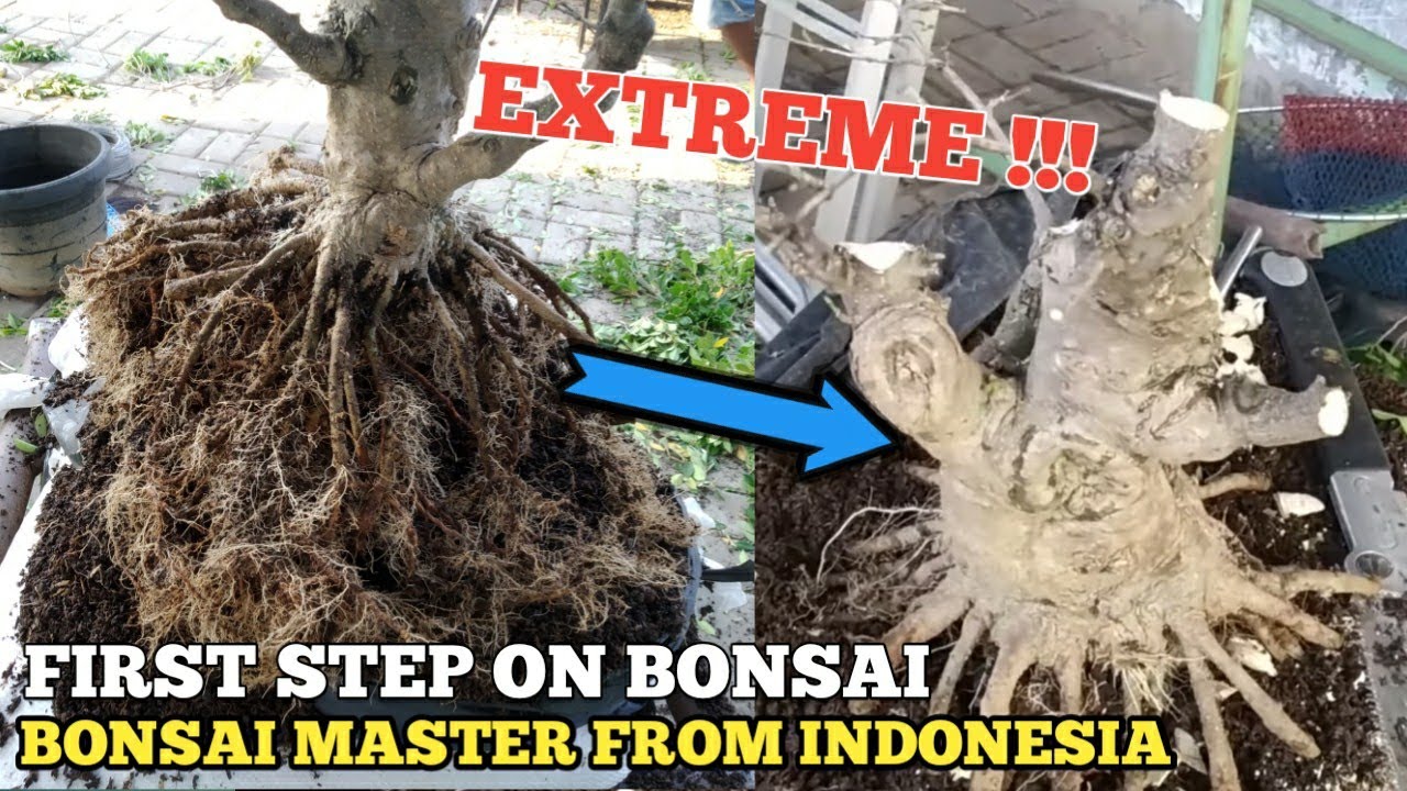EKSTRIM!! MEMBENTUK GERAK DASAR BONSAI ANTING PUTRI OLEH SENIMAN RUDI PLUIT