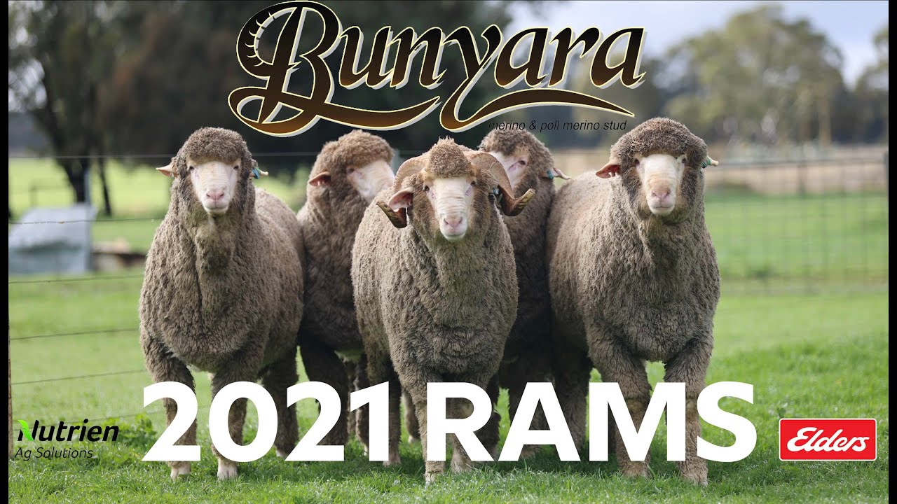 Bunyara Merino & Poll Merino 2021 Rams
