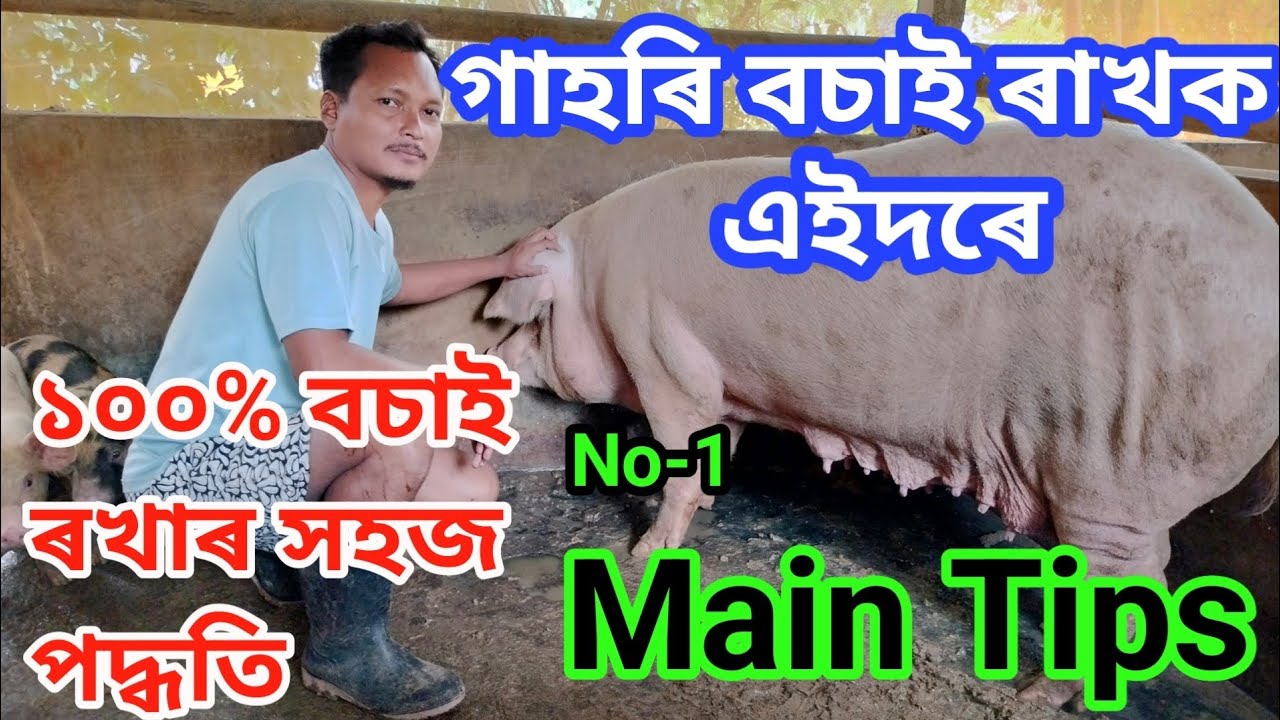 গাহৰিক মই এইদৰেই বেমাৰৰ পৰা বচাই ৰখাওঁ | What Is Bio-Security | কম খৰছত গাহৰিক ১০০% Sefty দিয়ক |
