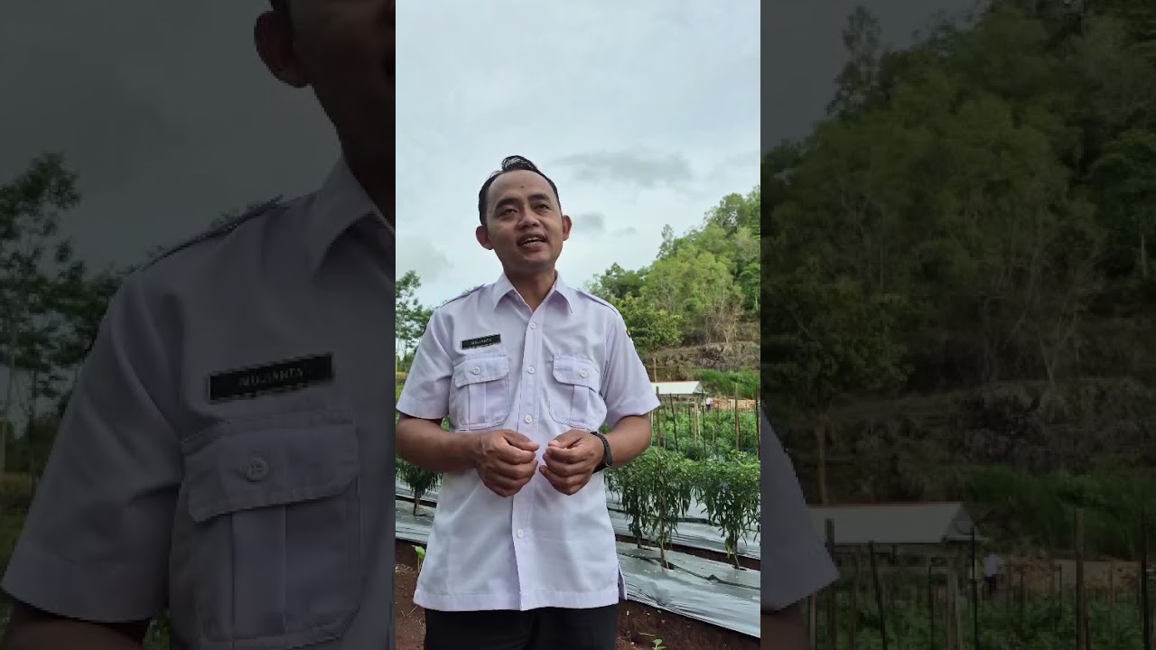 Ketahanan Pangan Cabe BUM Desa Semugih Kapanewon Rongkop