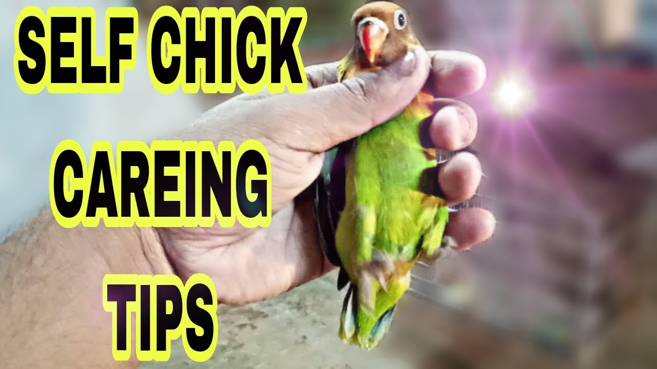How To Take Care Of Self Chicks Of Lovebirds In Urdu/Hindi |Self Chick Ka Kesey Khyal Rakhen|Ds313|