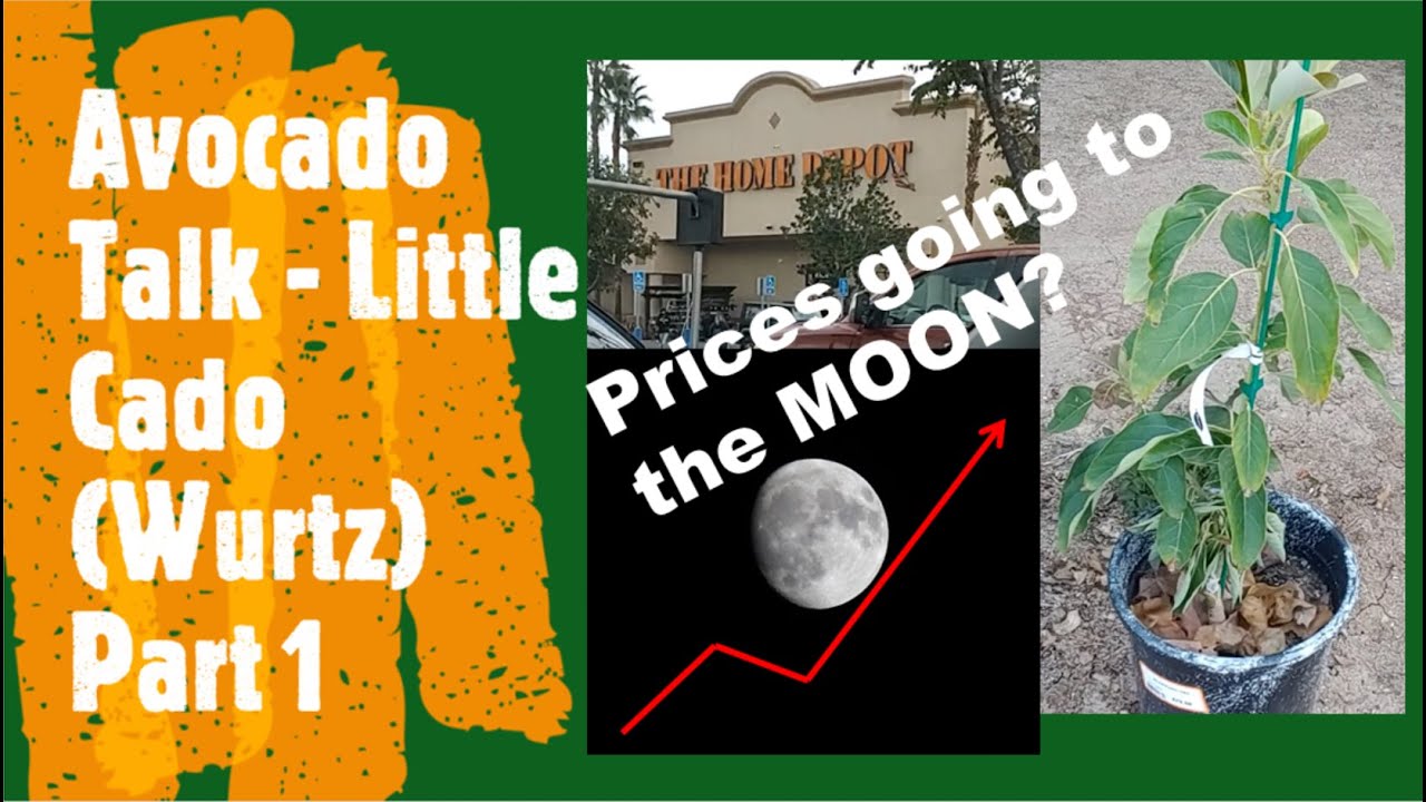 Avocado Talk - Prices Going UP, to the Moon? And The Little Cado Avocado Part1