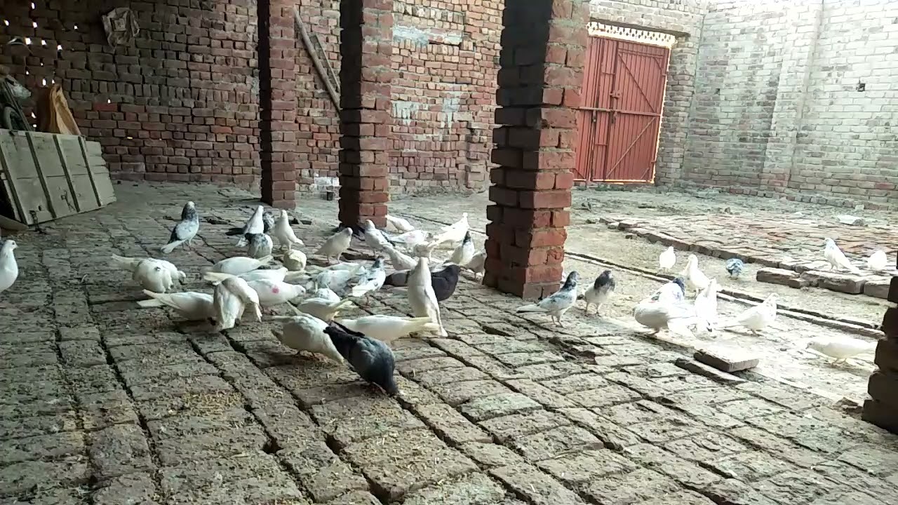 Pigeon 🕊️ farming | beautiful 😍 pigeon's|pigeon cage🕸️ | part 99