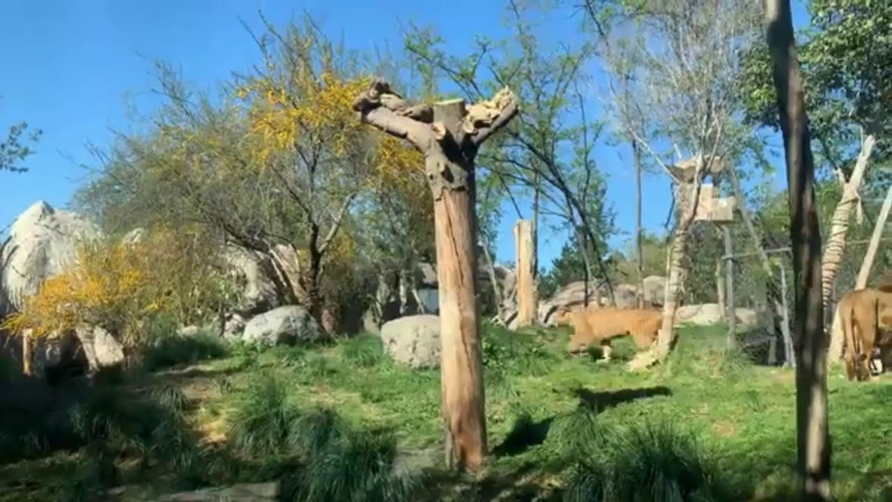 Desayunando con los leones de Buin Zoo