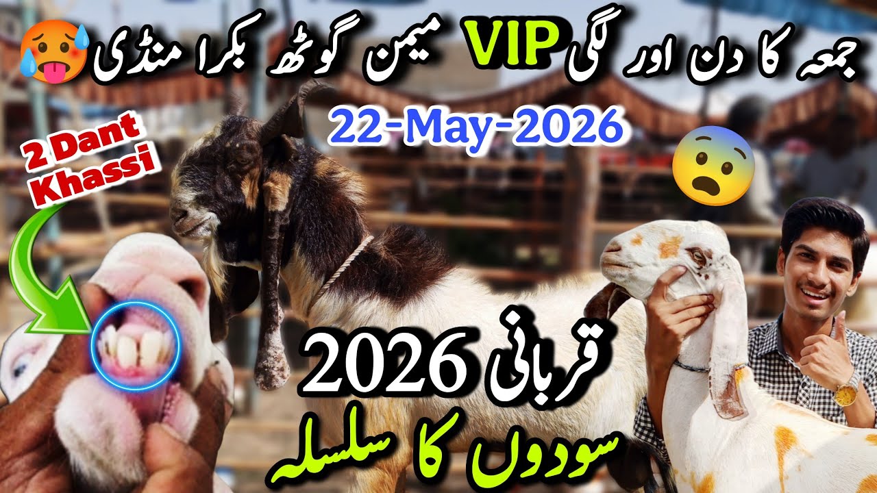 Friday Memon Goth Bakra Mandi Latest Rates Updates 😱 | 22-5-2026 | Qurbani 2026 K Khassi Bakre | 