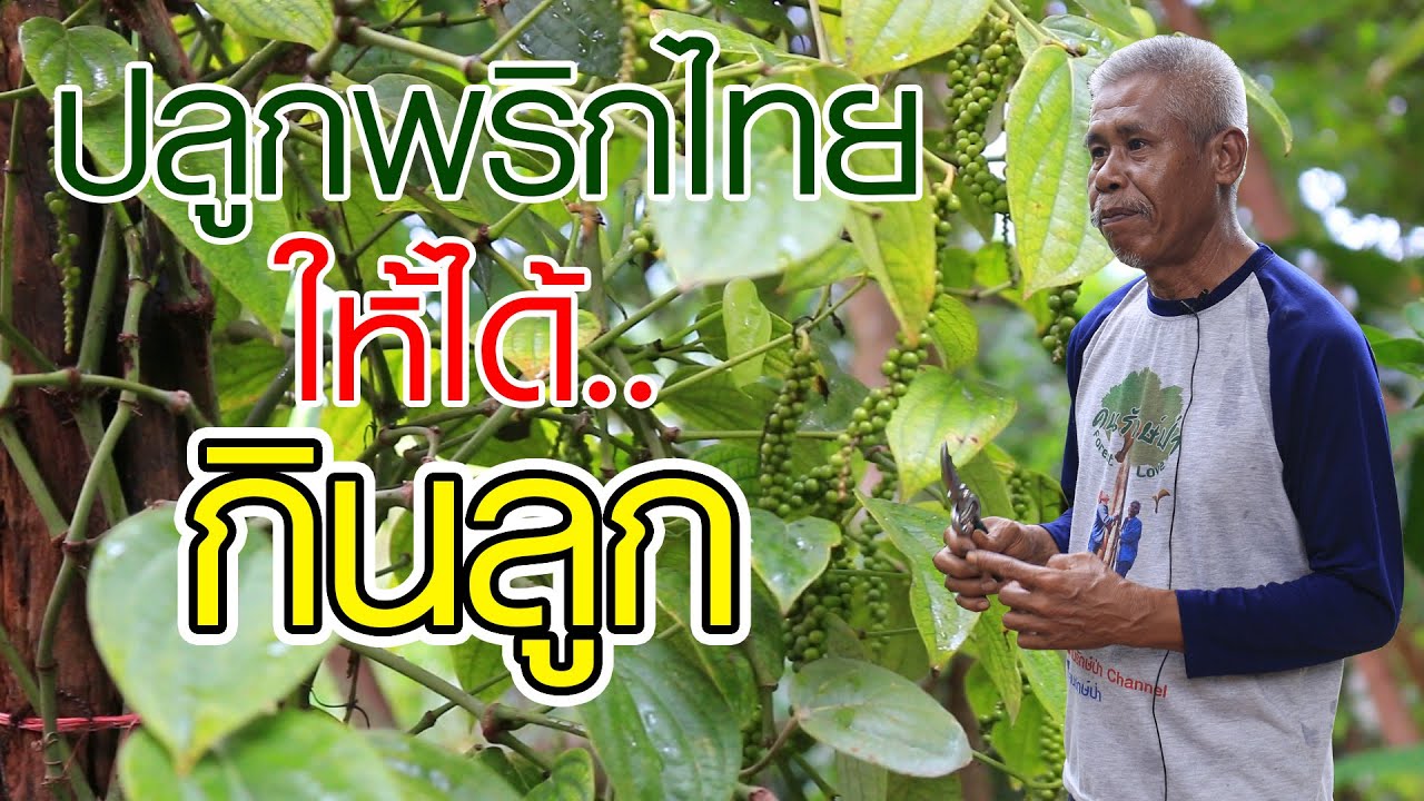 วิธีปักชำพริกไทยไร้ปุ๋ยเคมี | คนรักษ์ป่า ep 190