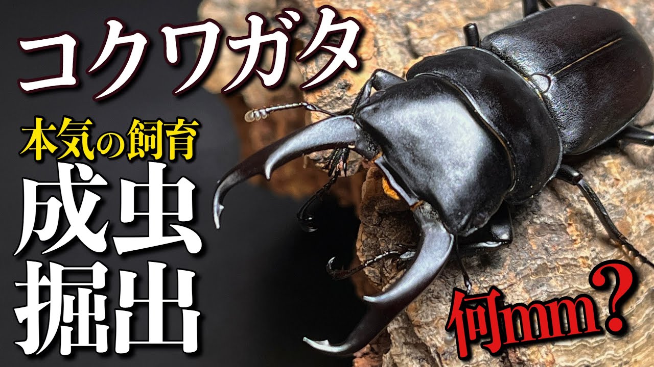 国産コクワガタ 本気で育てた成虫の掘り出し結果【クワガタ飼育】