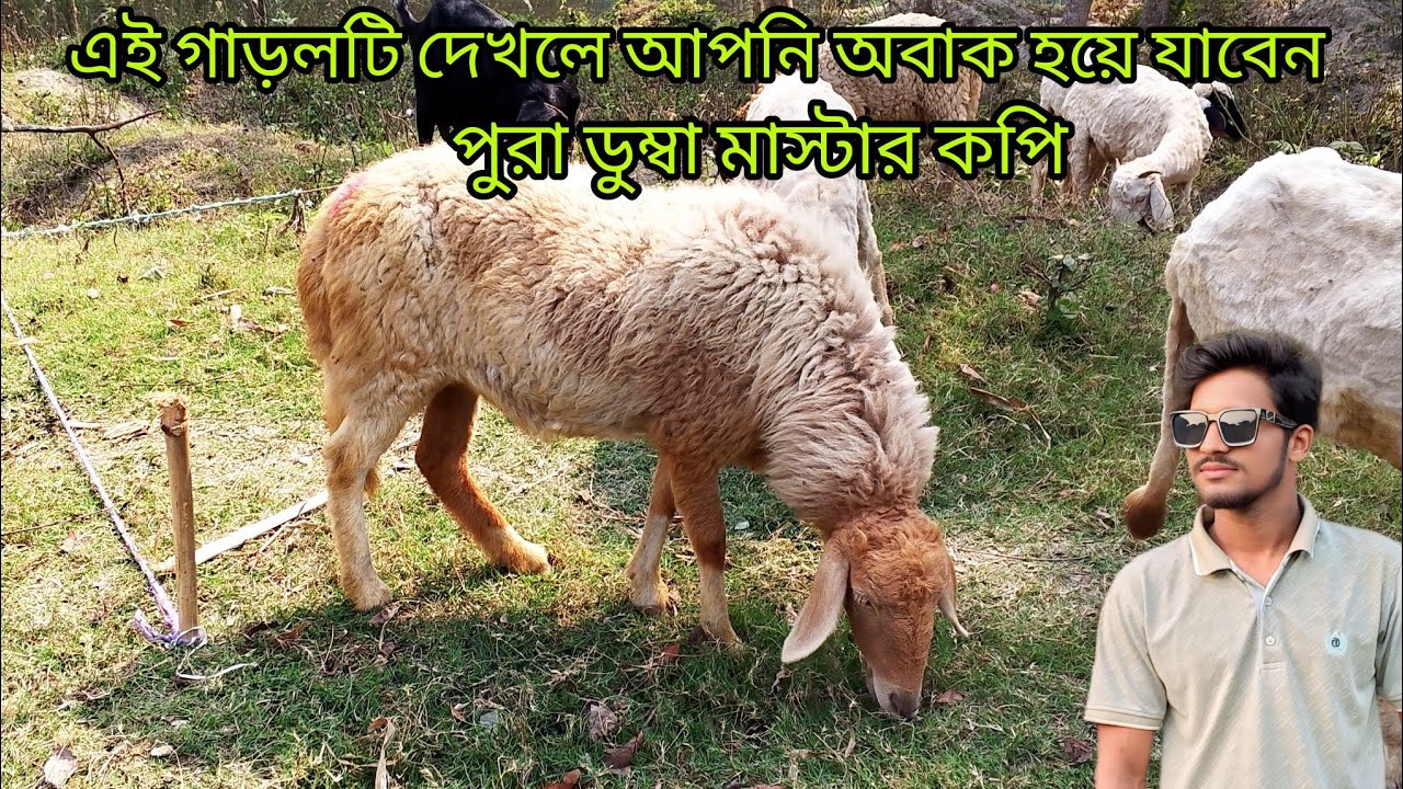 এই গাড়লটা দেখলে আপনি অবাক হয়ে যাবেন দুম্বার মাস্টার কপি 
