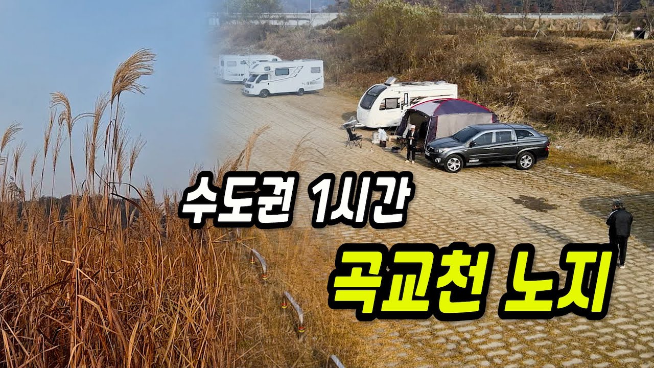 수도권에서 단 1시간! 갈대와 억새가 어우러진 아산 곡교천 노지