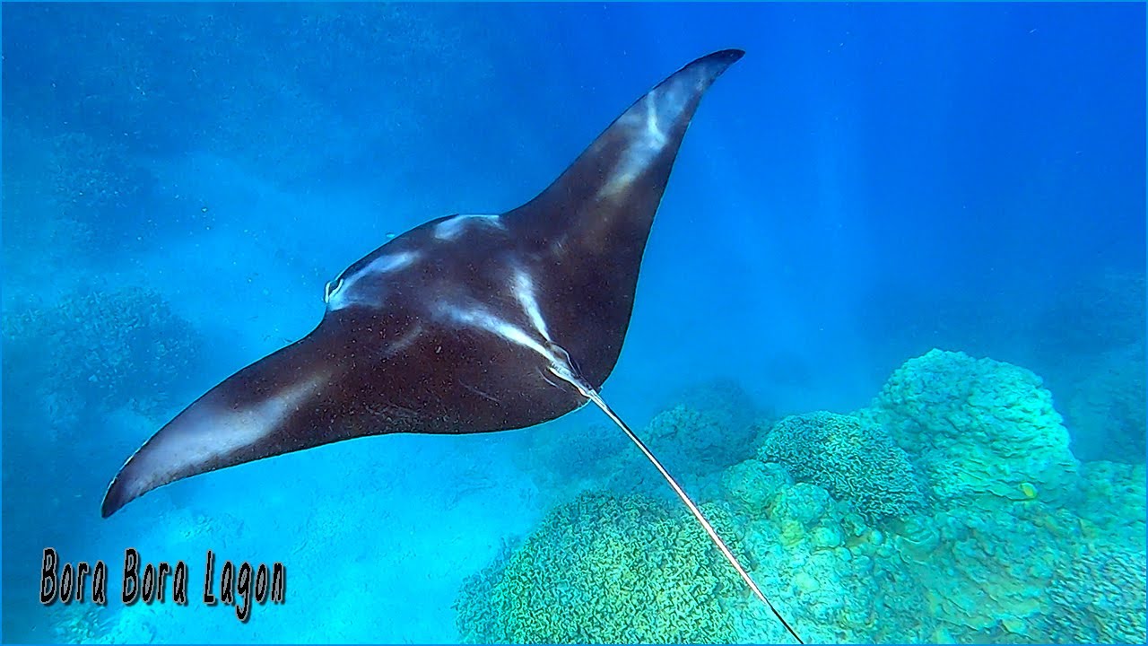 Les raies manta... Authentique rituel océanique. Snorkeling avec les géantes de Bora Bora. #nature.