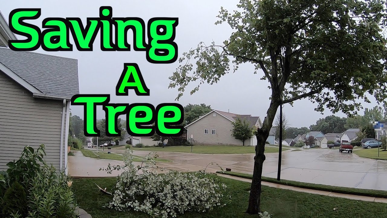 Saving a Tree | Tree Fungus | Fertilizing a Tree with Disease | Tree Care