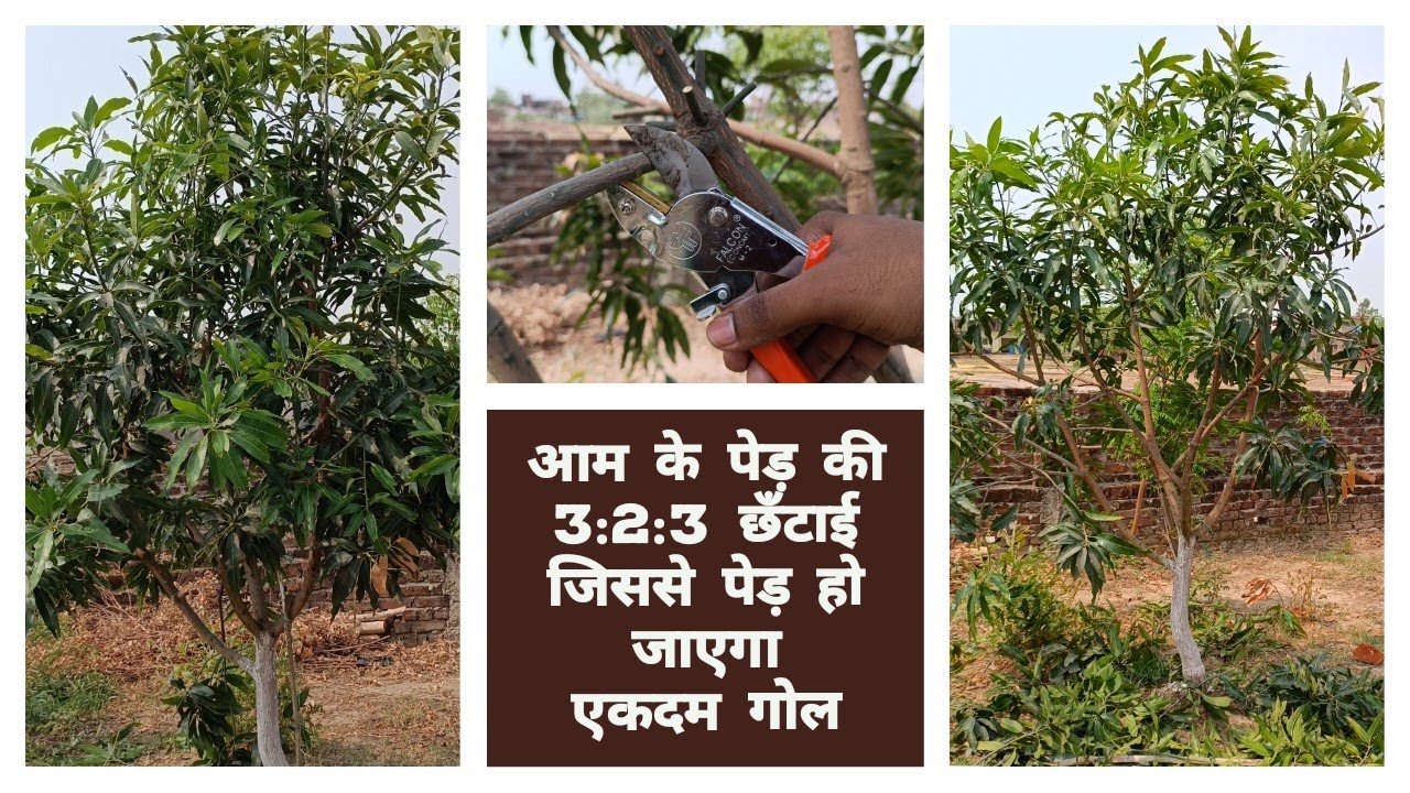 How to prune mango tree | Mango 3:2:3 cutting | How to prune mango tree | आम की छंटाई कैसे करें