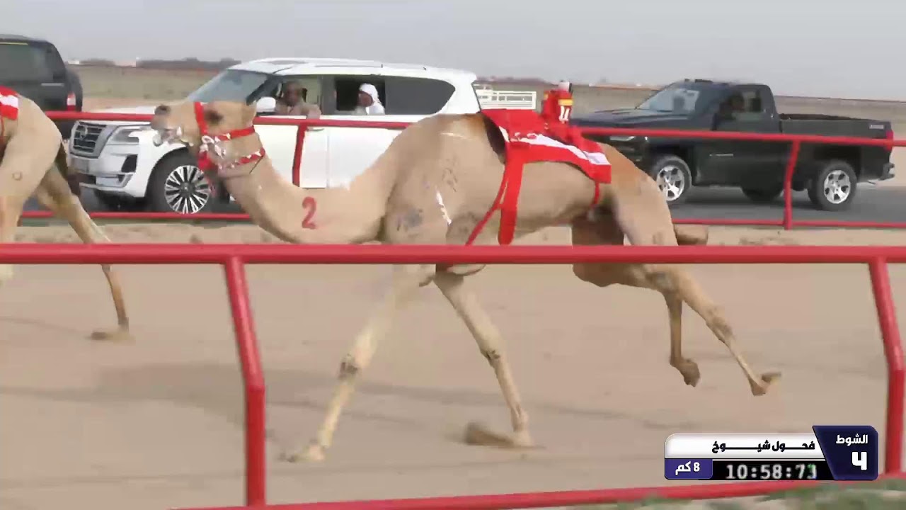 بث مباشر من قِبل النادي الكويتي لسباق الهجن