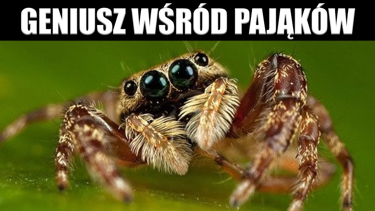 Prawdziwy Geniusz Wśr&oacute;d Pająk&oacute;w - Portia Labiata