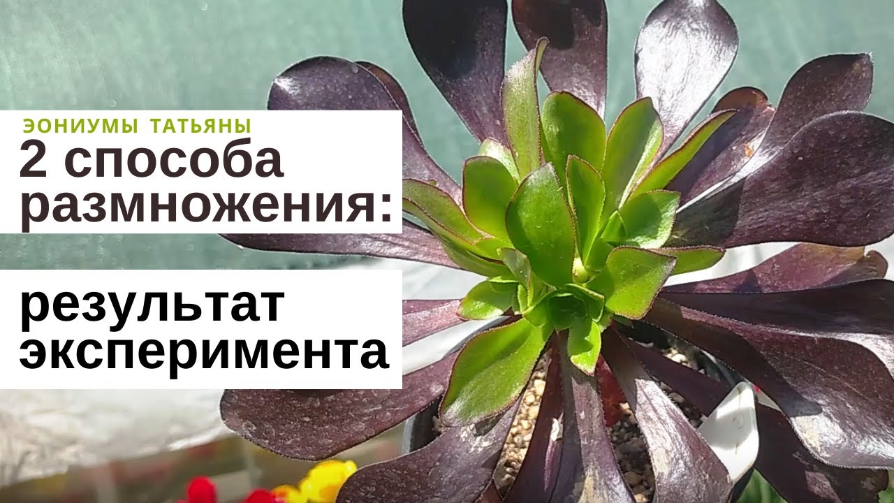 Способы размножения: результат эксперимента