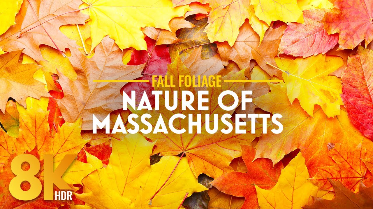 Peaceful Autumn Forest in The Berkshires 8K HDR | Fall Colors, Massachusetts Forest & ASMR Ambience