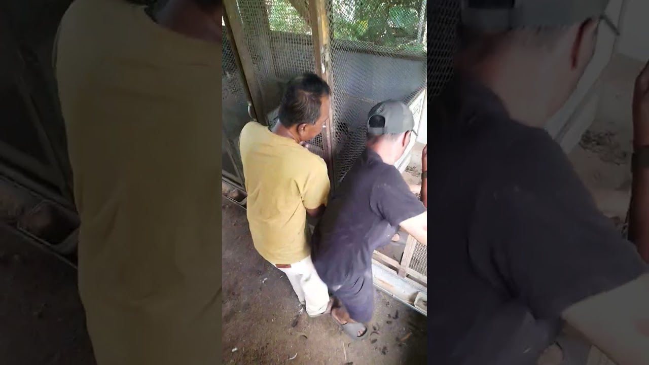 Adanya ular besar bikin geger warga kelurahan kawedanan magetan jawa timur ULAR PITON